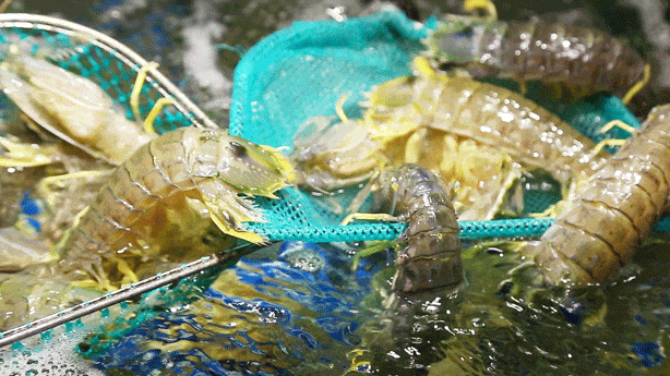 http://qnimg.zowoyoo.com/img/6247575/1741927563251.gif 图片