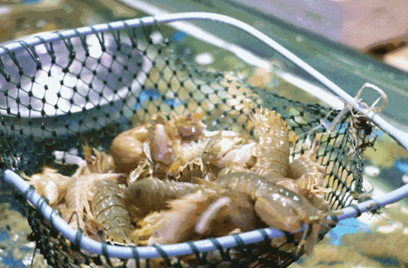http://qnimg.zowoyoo.com/img/6247575/1741927571276.gif 图片
